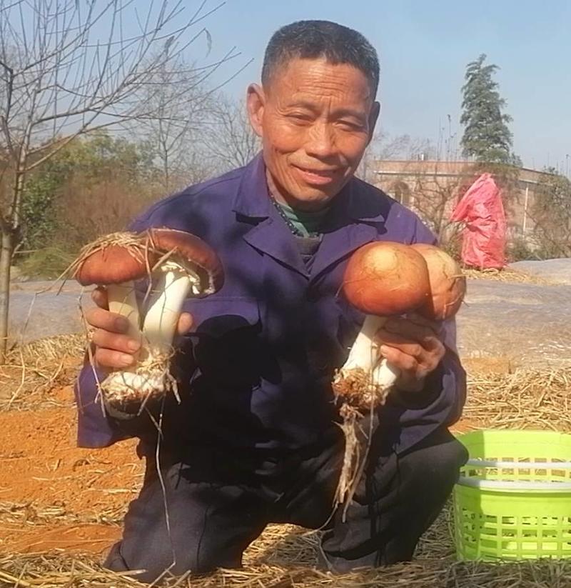 基地直发仿野生赤松茸生态种植鲜货通货扶贫项目