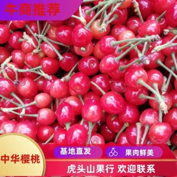 河南南阳玛瑙红樱桃产地直销视频看货