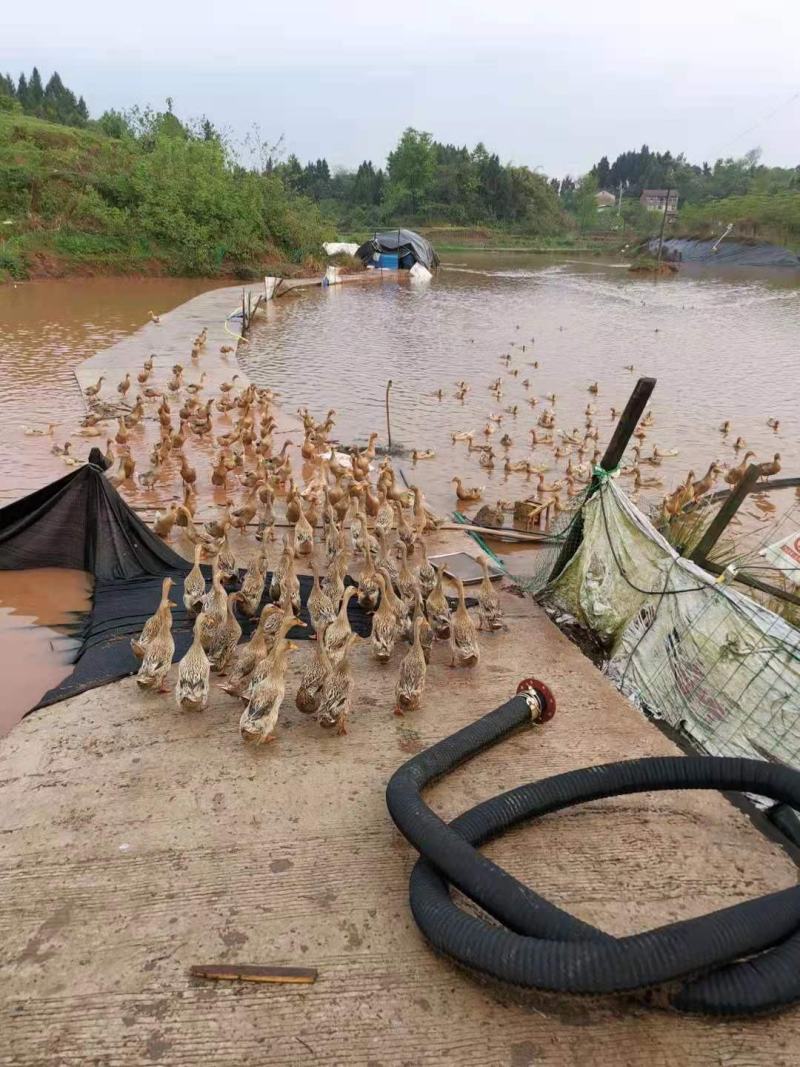 自家土鸭蛋