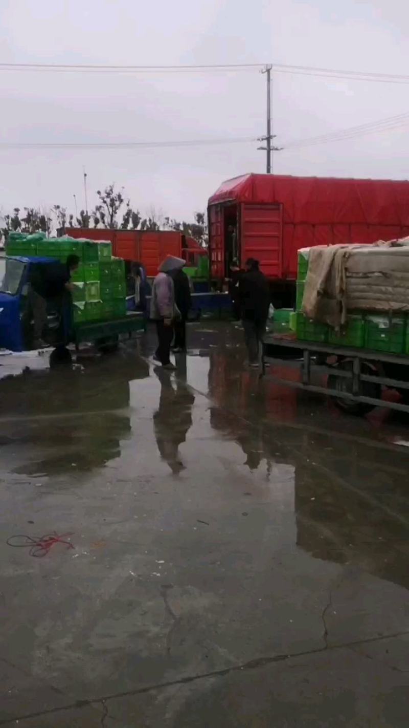 意大利生菜货源充足常年供应可提供增值税发票