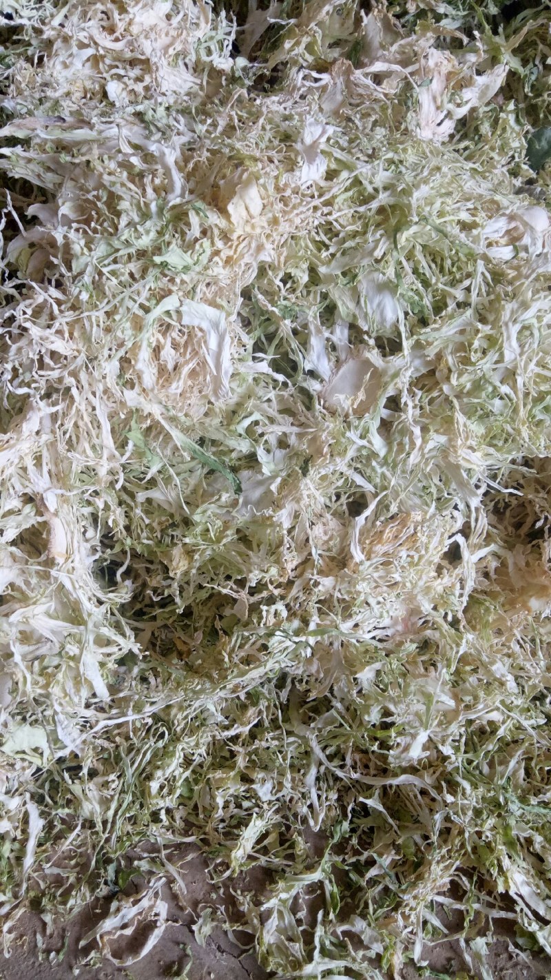精品包菜丝产地直发品质保证一手货源量大从优欢迎联系