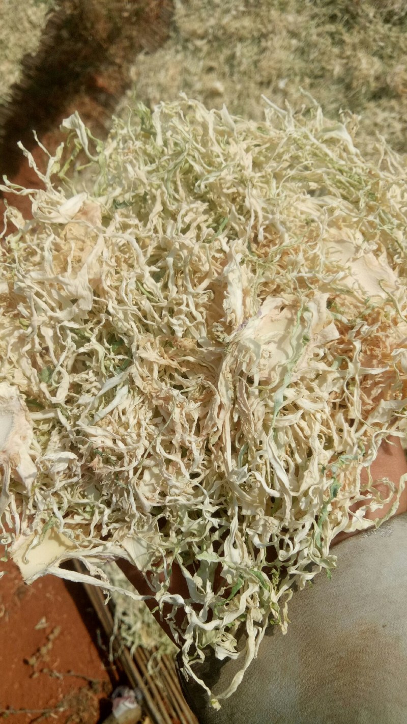 精品包菜丝产地直发品质保证一手货源量大从优欢迎联系