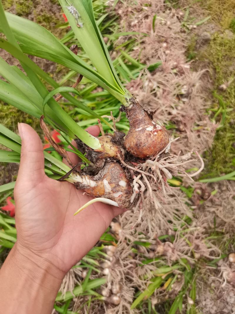 朱顶红正在起货中需要的朋友抓紧时间