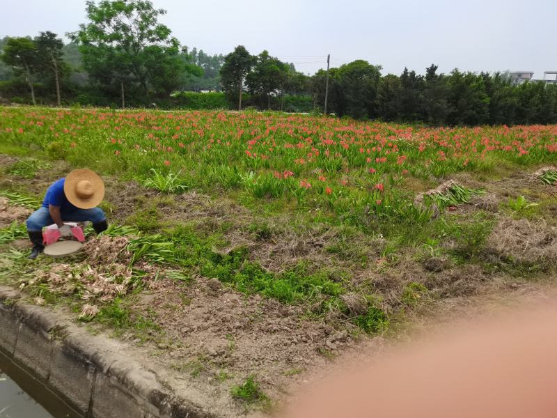 朱顶红正在起货中需要的朋友抓紧时间