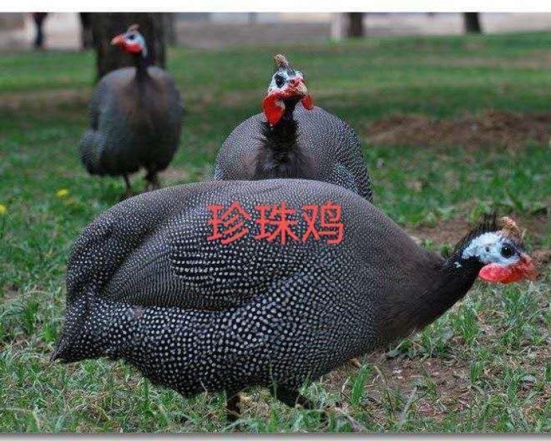 珍珠鸡苗一手货源包打疫苗质量正宗存活率高全国代发包运
