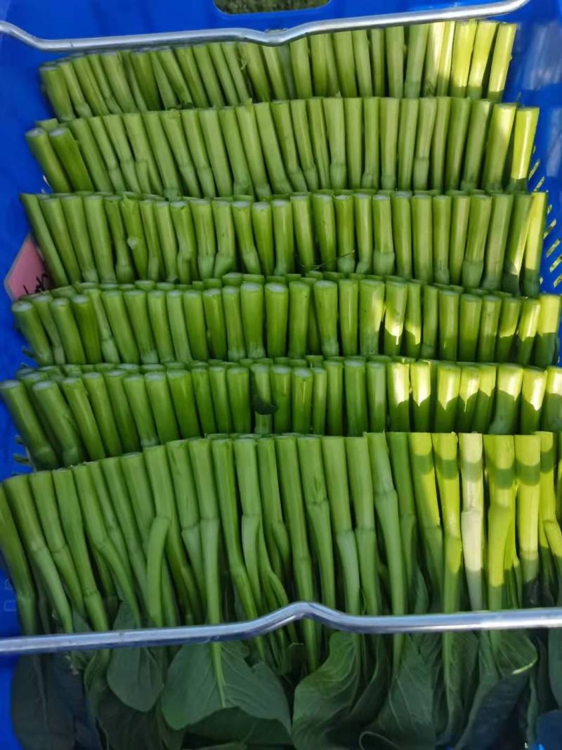 广东菜心菜苔上海青广东河南万亩菜心基地大量上市啦！