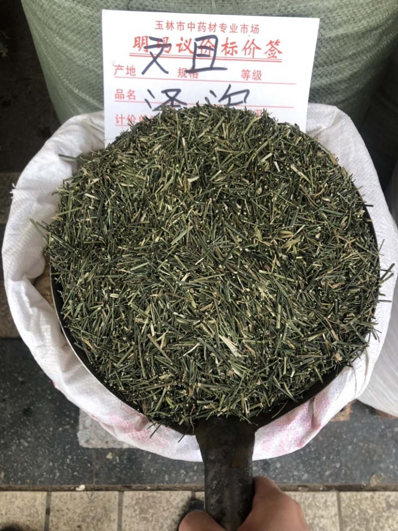 穿心莲产地幼枝颜色非常绿没有中间商赚差价