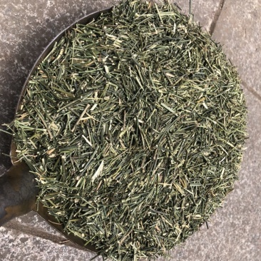 穿心莲产地幼枝颜色非常绿没有中间商赚差价