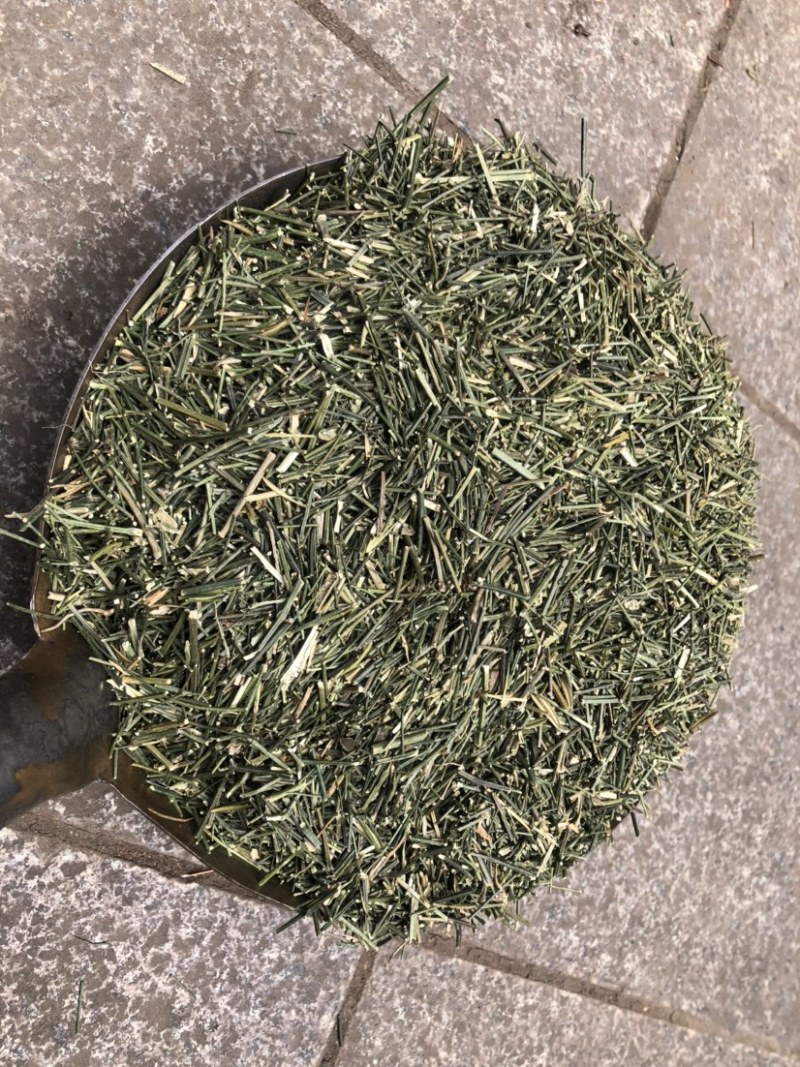 穿心莲产地幼枝颜色非常绿没有中间商赚差价