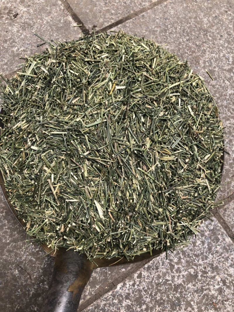 穿心莲产地幼枝颜色非常绿没有中间商赚差价