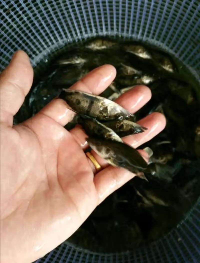 【热卖】桂花鱼苗鳜鱼苗售后服务全程跟踪