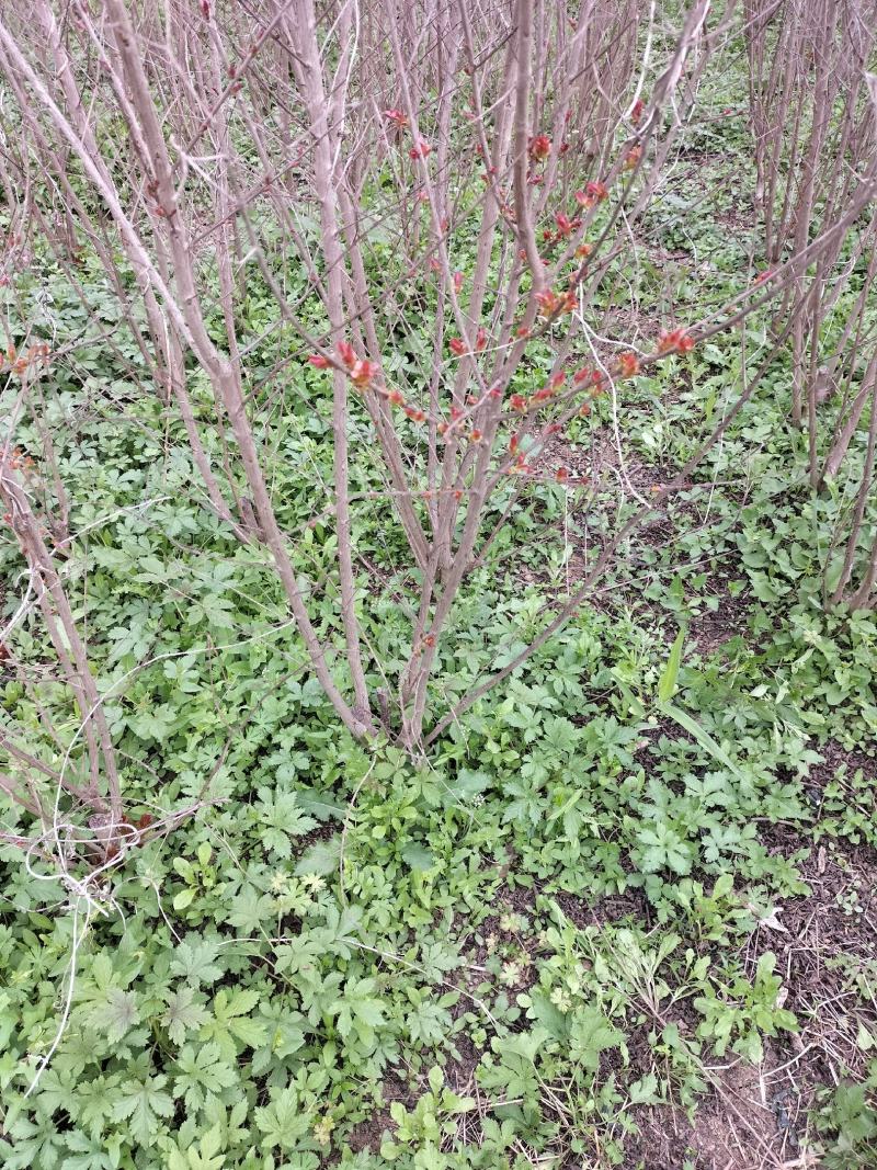 苗圃现有美国紫薇红火箭红火球紫庭院道路种植耐寒花期长