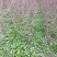 苗圃现有美国紫薇红火箭红火球紫庭院道路种植耐寒花期长