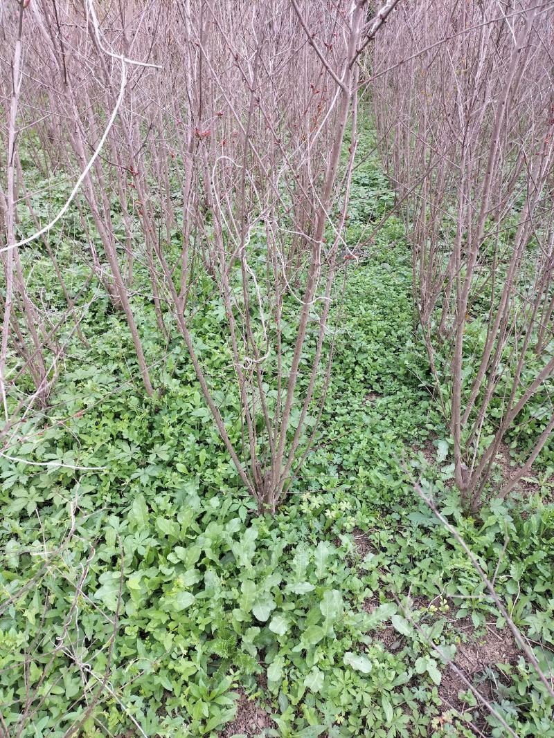 苗圃现有美国紫薇红火箭红火球紫庭院道路种植耐寒花期长