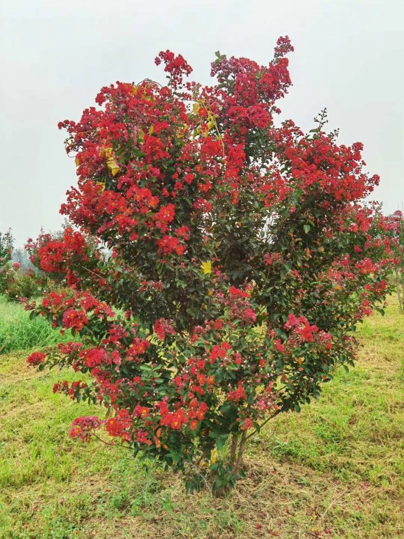 苗圃现有美国紫薇红火箭红火球紫庭院道路种植耐寒花期长