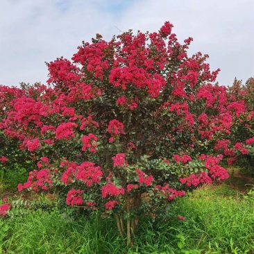 苗圃现有美国紫薇红火箭红火球紫庭院道路种植耐寒花期长
