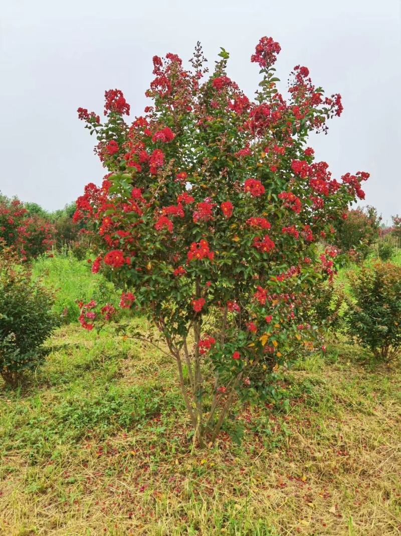 苗圃现有美国紫薇红火箭红火球紫庭院道路种植耐寒花期长
