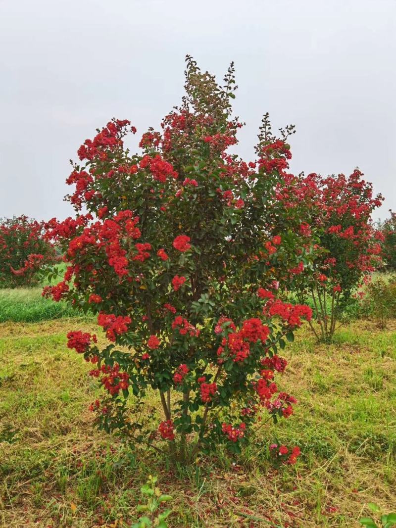 苗圃现有美国紫薇红火箭红火球紫庭院道路种植耐寒花期长