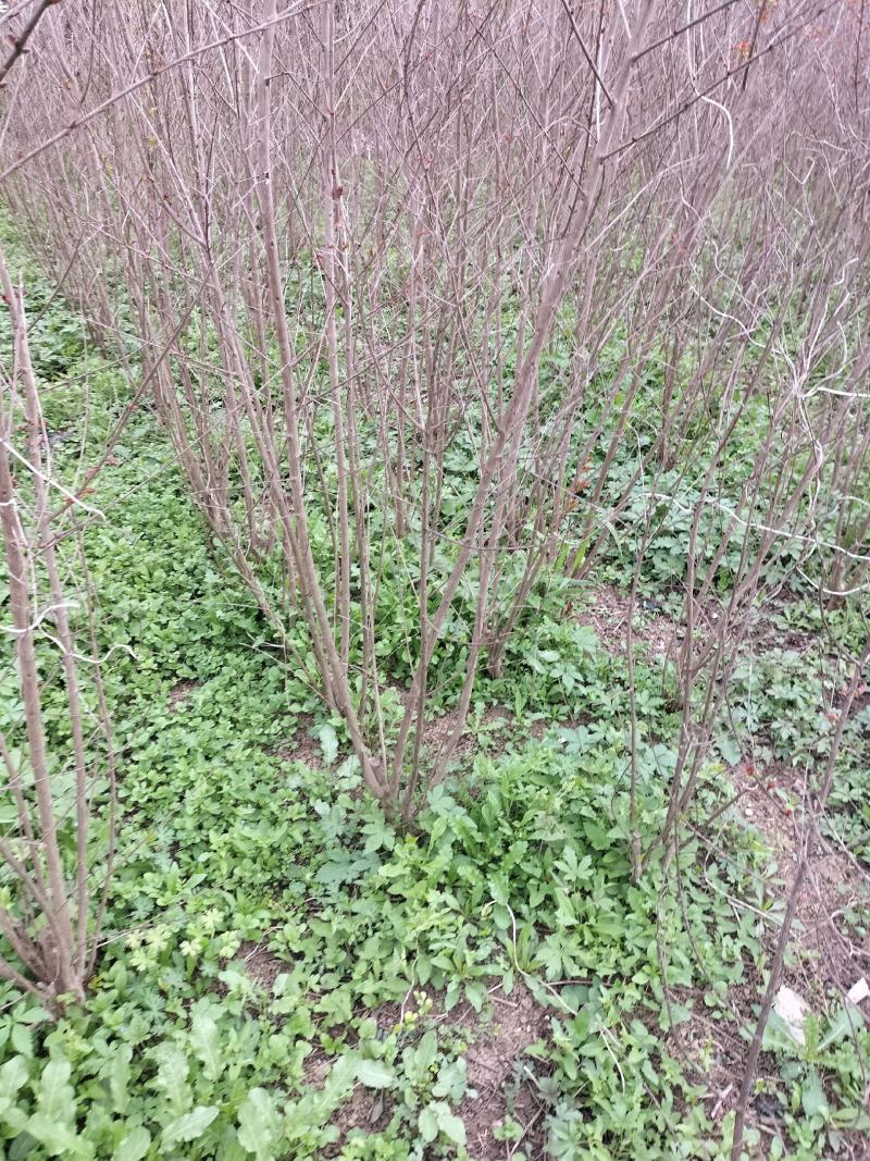 苗圃现有美国紫薇红火箭红火球紫庭院道路种植耐寒花期长