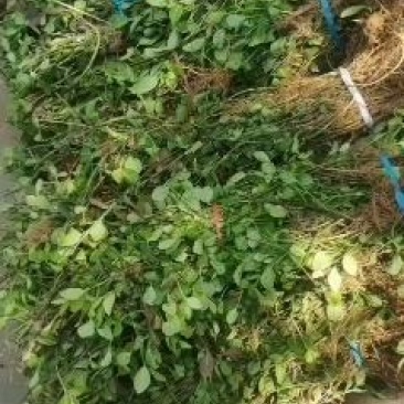 优质小叶扶芳藤，质量非常好，成活率高，需要的联系