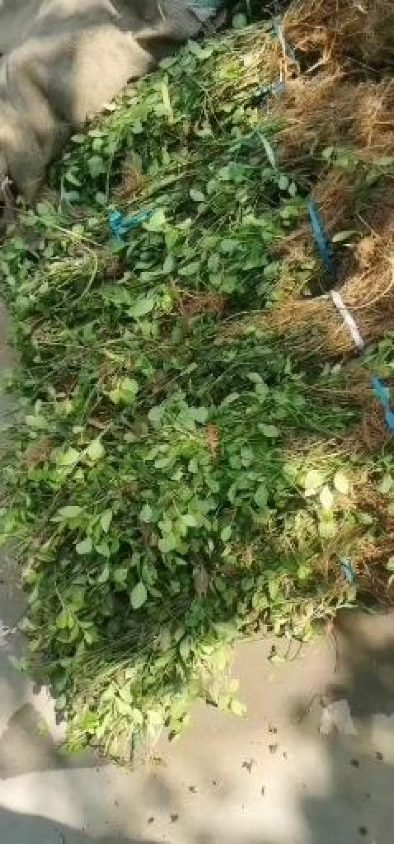 优质小叶扶芳藤，质量非常好，成活率高，需要的联系