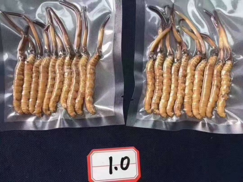 冬虫夏草