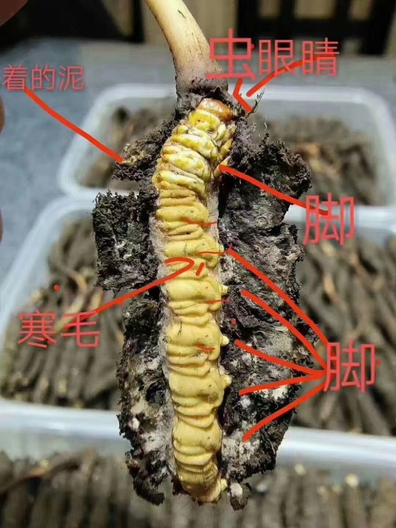冬虫夏草