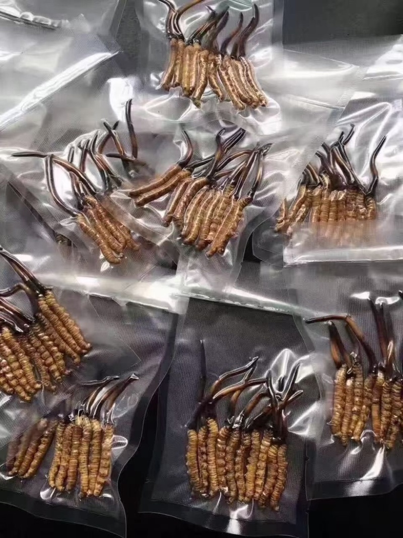 冬虫夏草