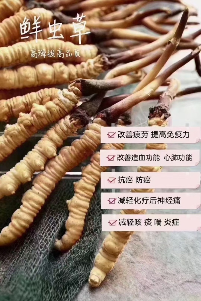冬虫夏草