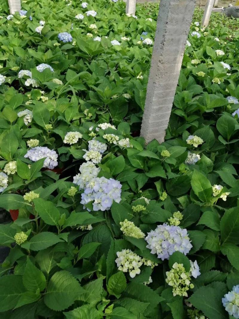 八仙花，绣球，基地直销，常年销售各种绿化苗木