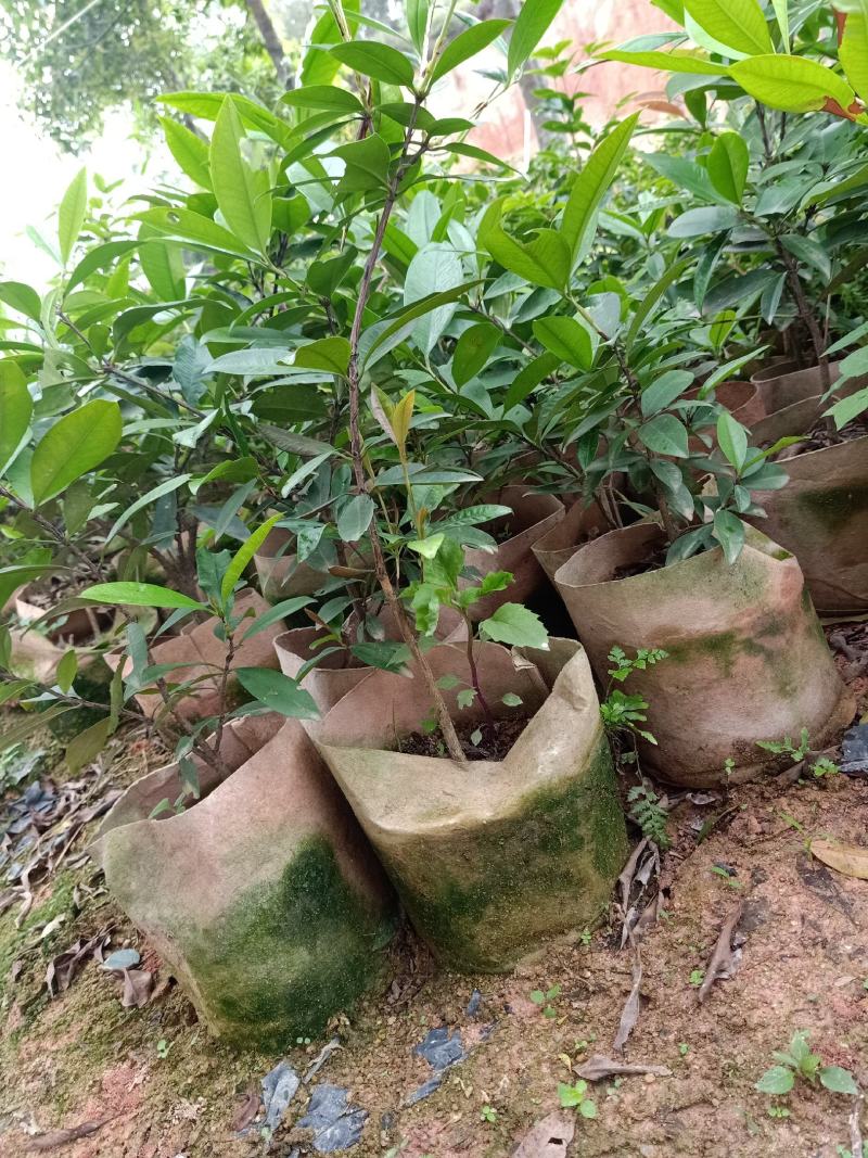 非常靓丽的巴西樱桃树
