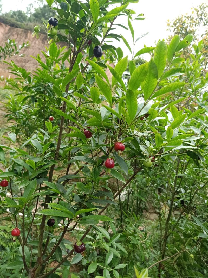 非常靓丽的巴西樱桃树