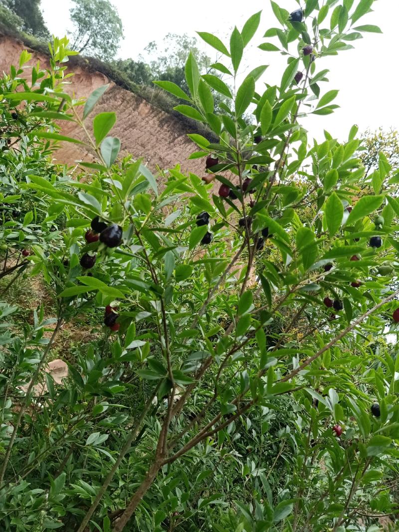 非常靓丽的巴西樱桃树
