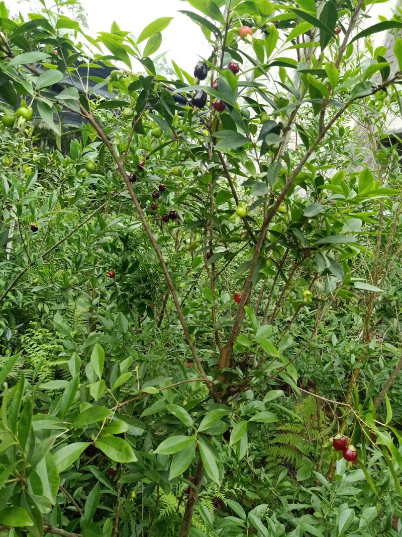 非常靓丽的巴西樱桃树