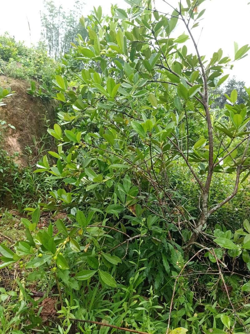 非常靓丽的巴西樱桃树