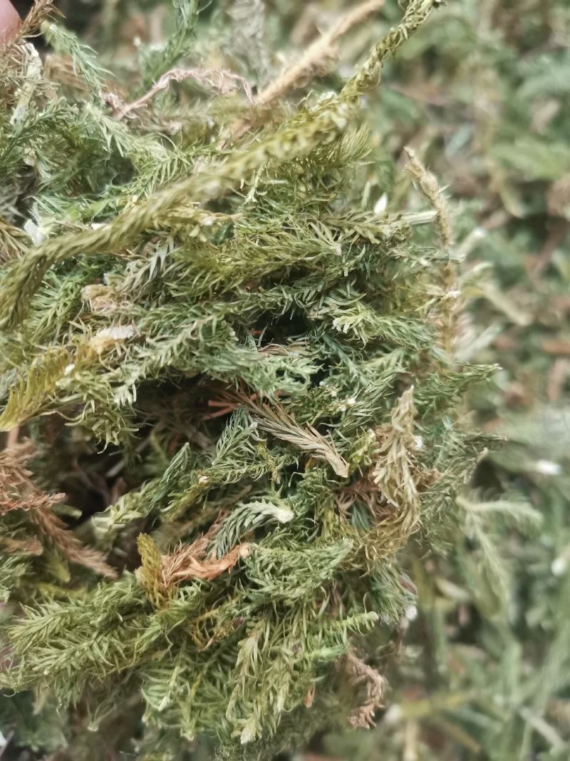 云南野生药材伸筋草500g包邮