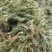 云南野生药材伸筋草500g包邮
