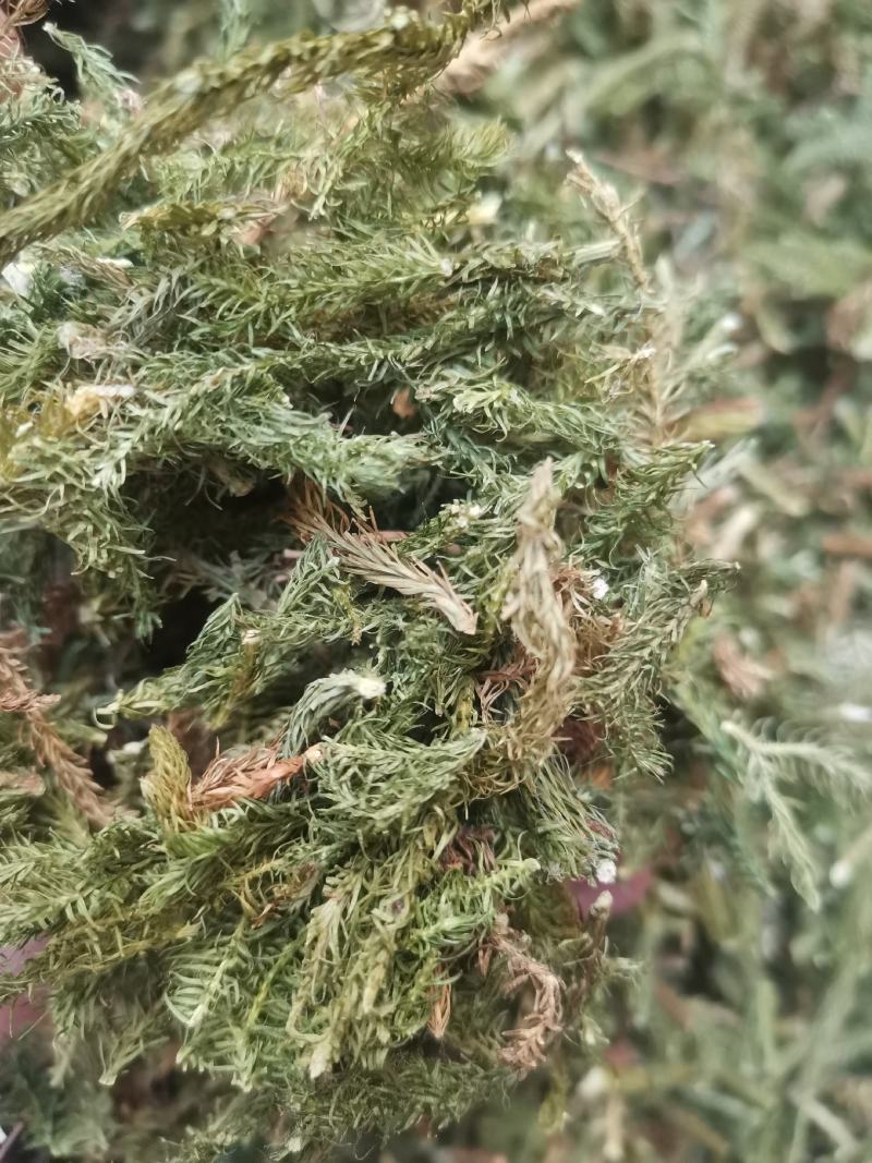 云南野生药材伸筋草500g包邮