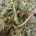 云南野生药材伸筋草500g包邮