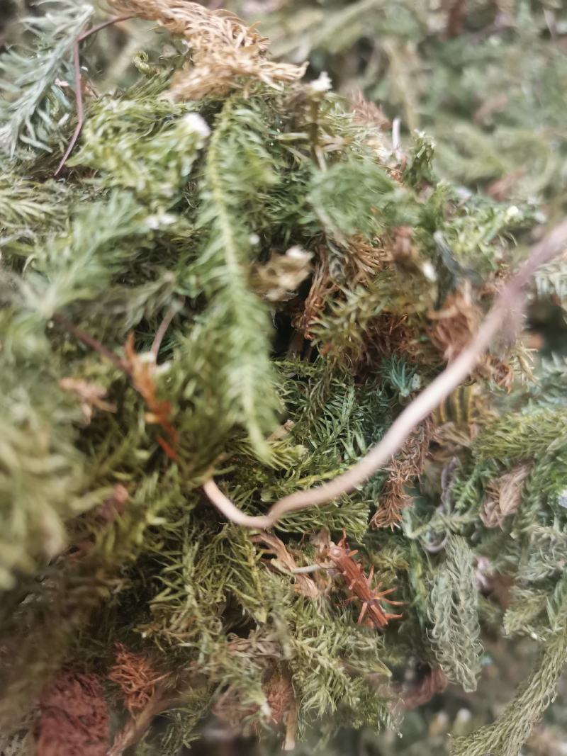 云南野生药材伸筋草500g包邮