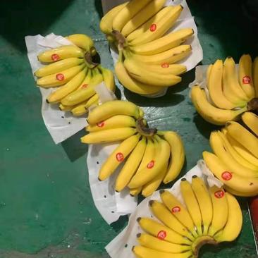 社区团购3435元长期出货上海菲律宾进口香蕉每天大量