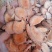 云南中药材野葡萄根山葡萄根500包邮