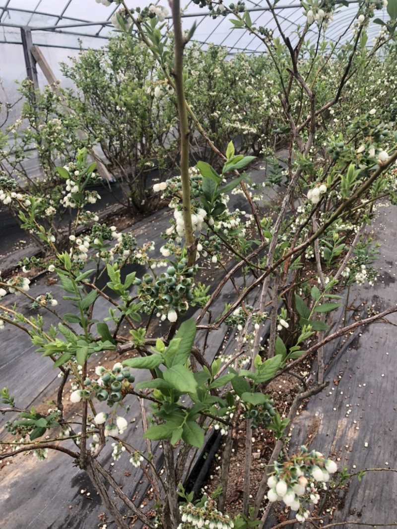 大量供应山东大棚和路地蓝莓，现采现发，欢迎联系