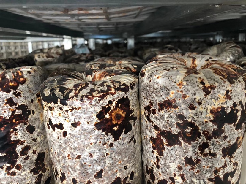 芝麻田间喷药防治现场