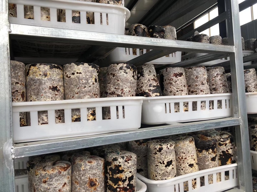 图示一名技术人员佩戴手套,正在使用消毒后的镊子对灵芝培养袋出菇口处多个原基进行选择性去除,仅保留一个居中直立的主芽。背景为标准出菇房,配有温湿度控制器和层架式栽培床。 灵芝原基整枝操作示意图