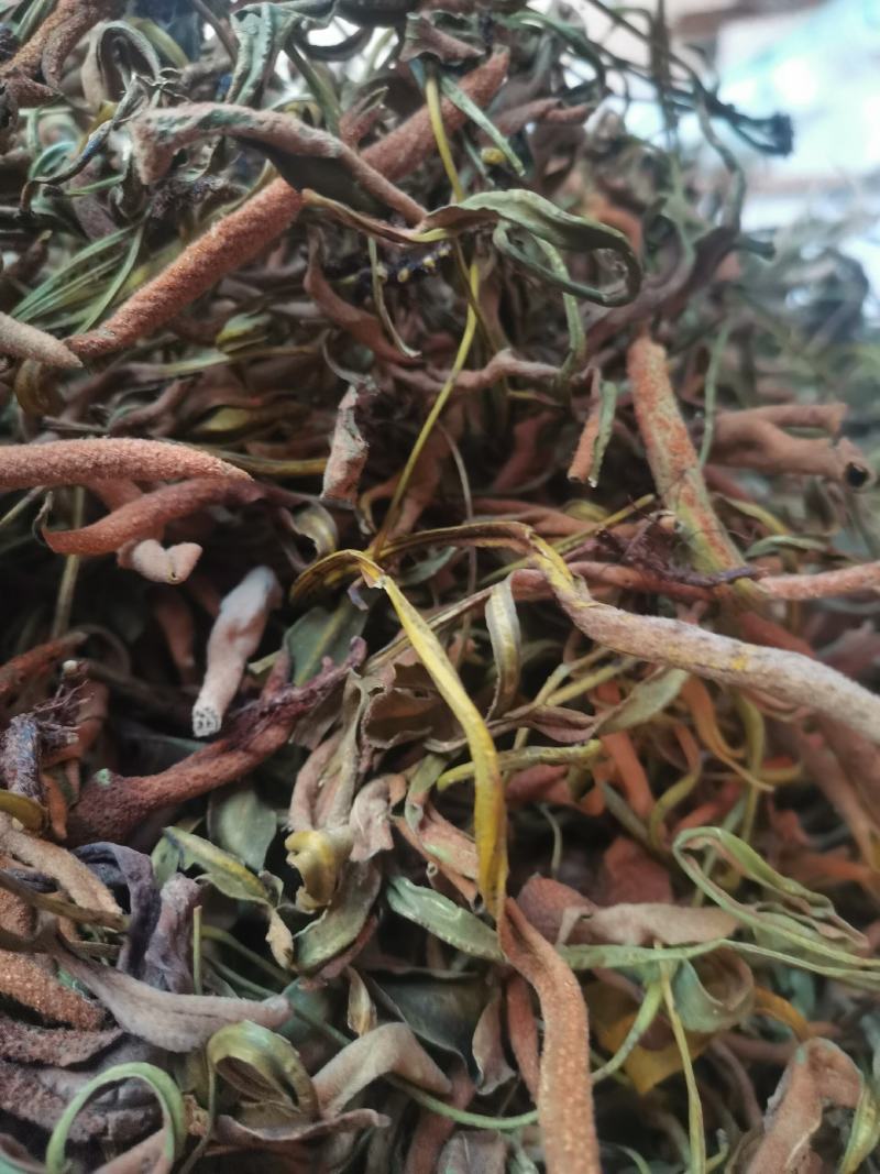 云南中药材石苇石韦刀口药500g包邮
