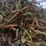 云南中药材石苇石韦刀口药500g包邮