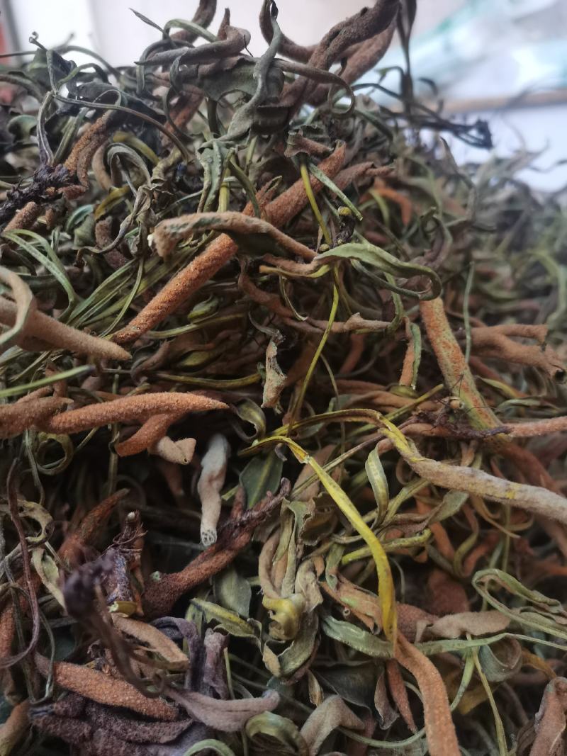 云南中药材石苇石韦刀口药500g包邮