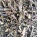 云南中药材猫须草猫须草茶天然猫须草500g包邮