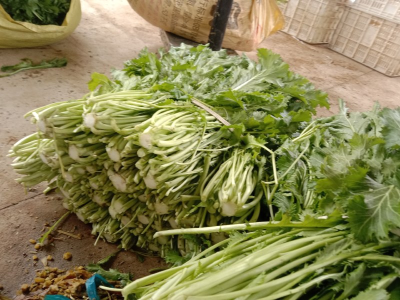 雪菜种子雪里蕻大拉菜酱菜厂专供9.9包邮